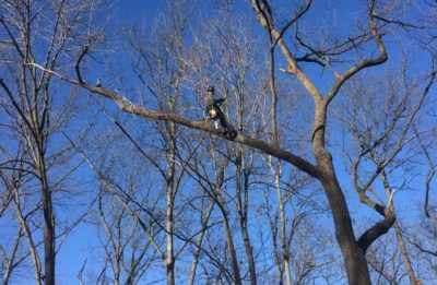 What Do You Know About Tree Maintenance?