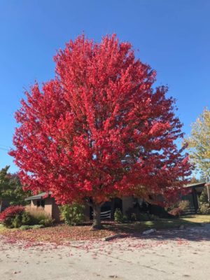 Insurance Update Newsletter – Auto-Owners